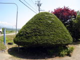 銘木